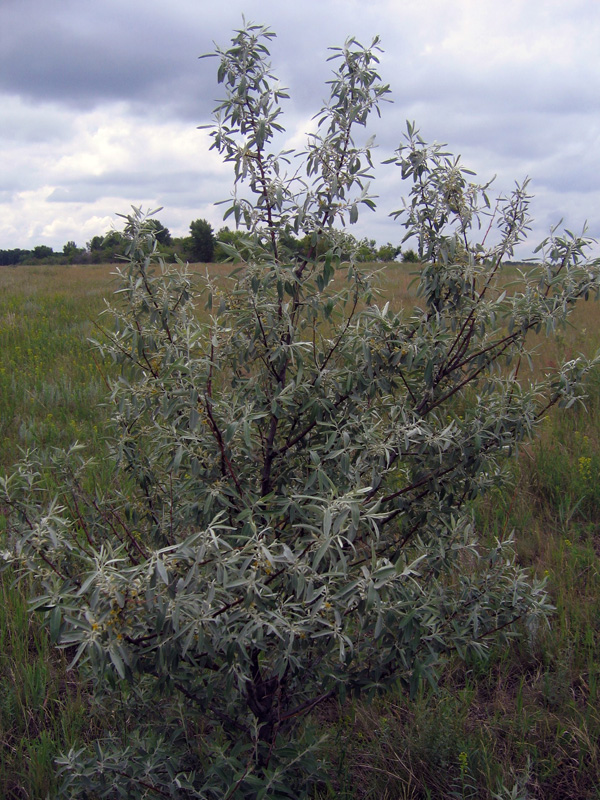 Изображение особи Elaeagnus angustifolia.