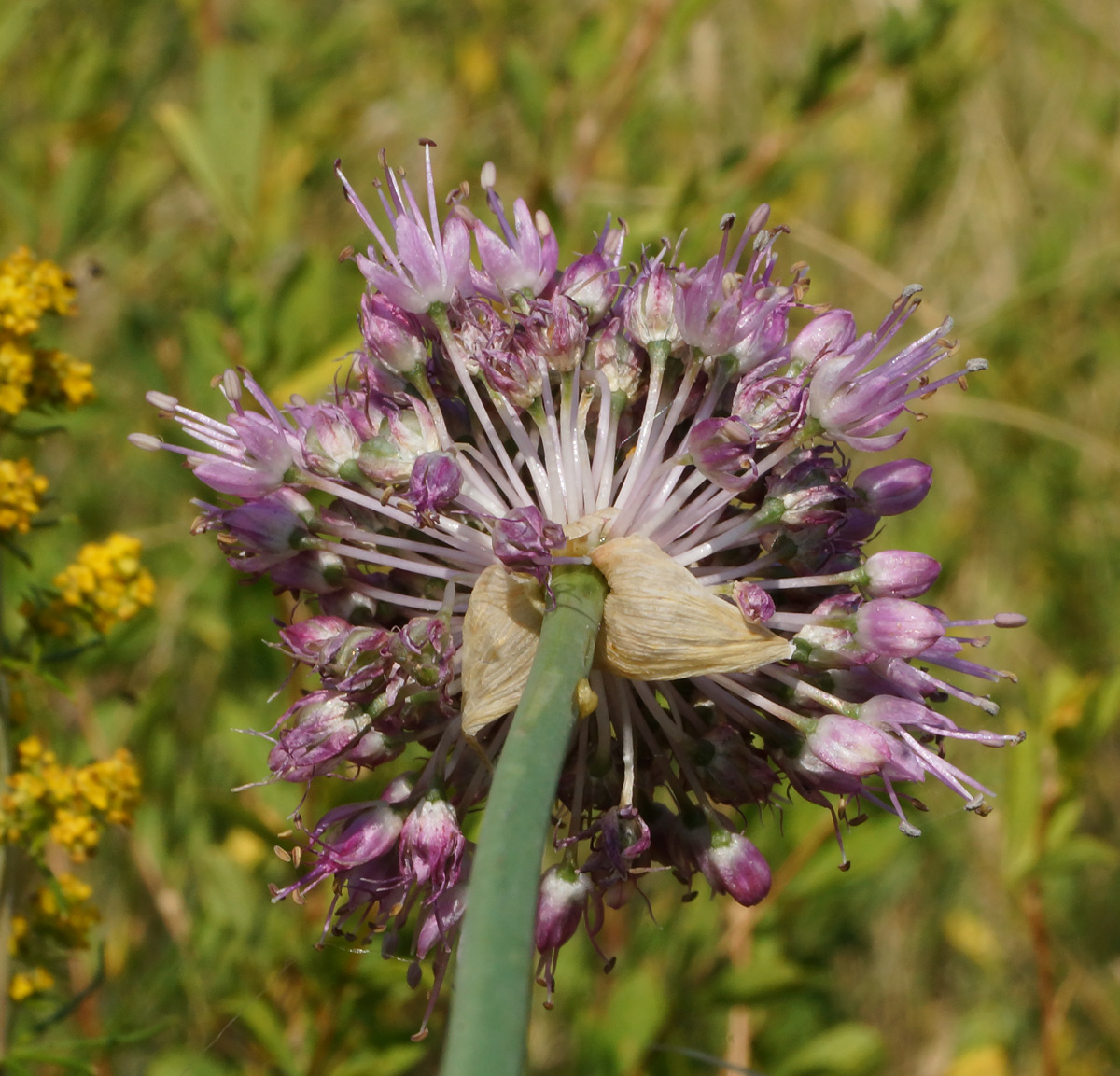 Изображение особи Allium montanostepposum.