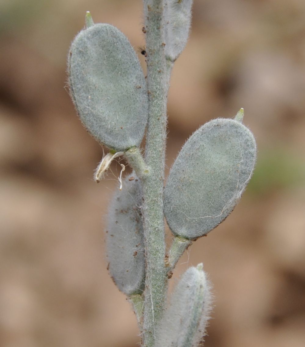 Image of Fibigia clypeata specimen.