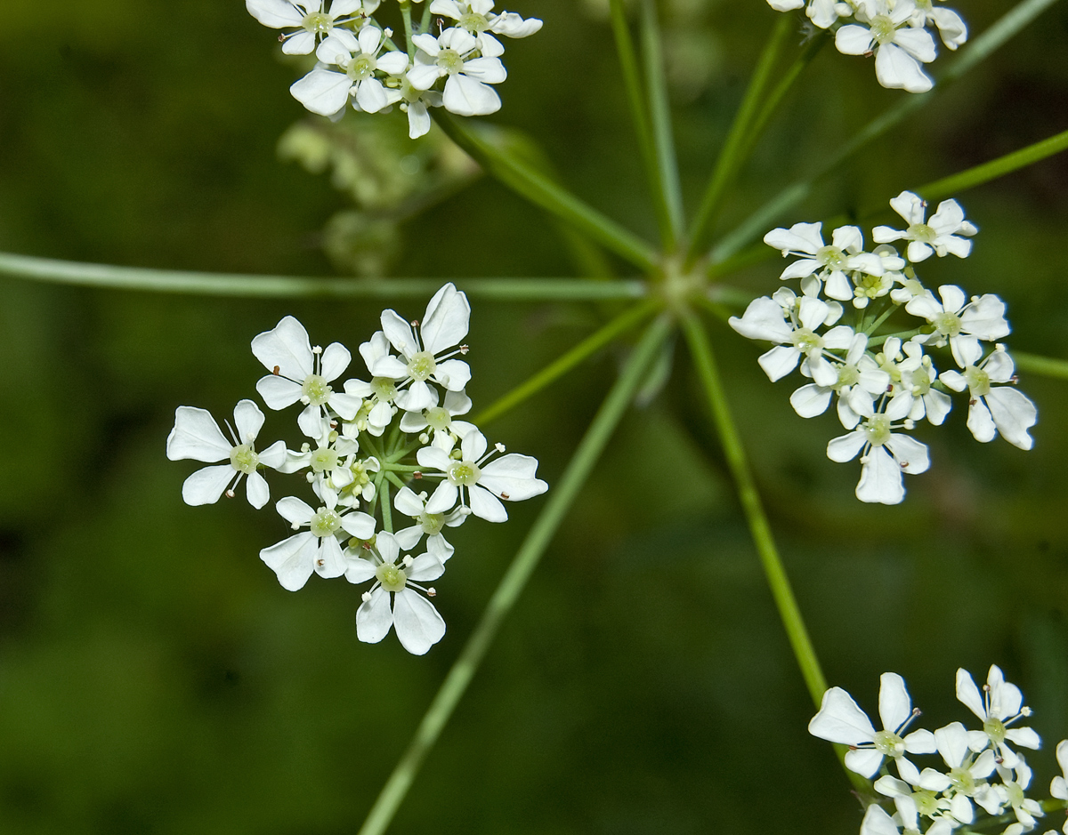 Изображение особи Anthriscus sylvestris.