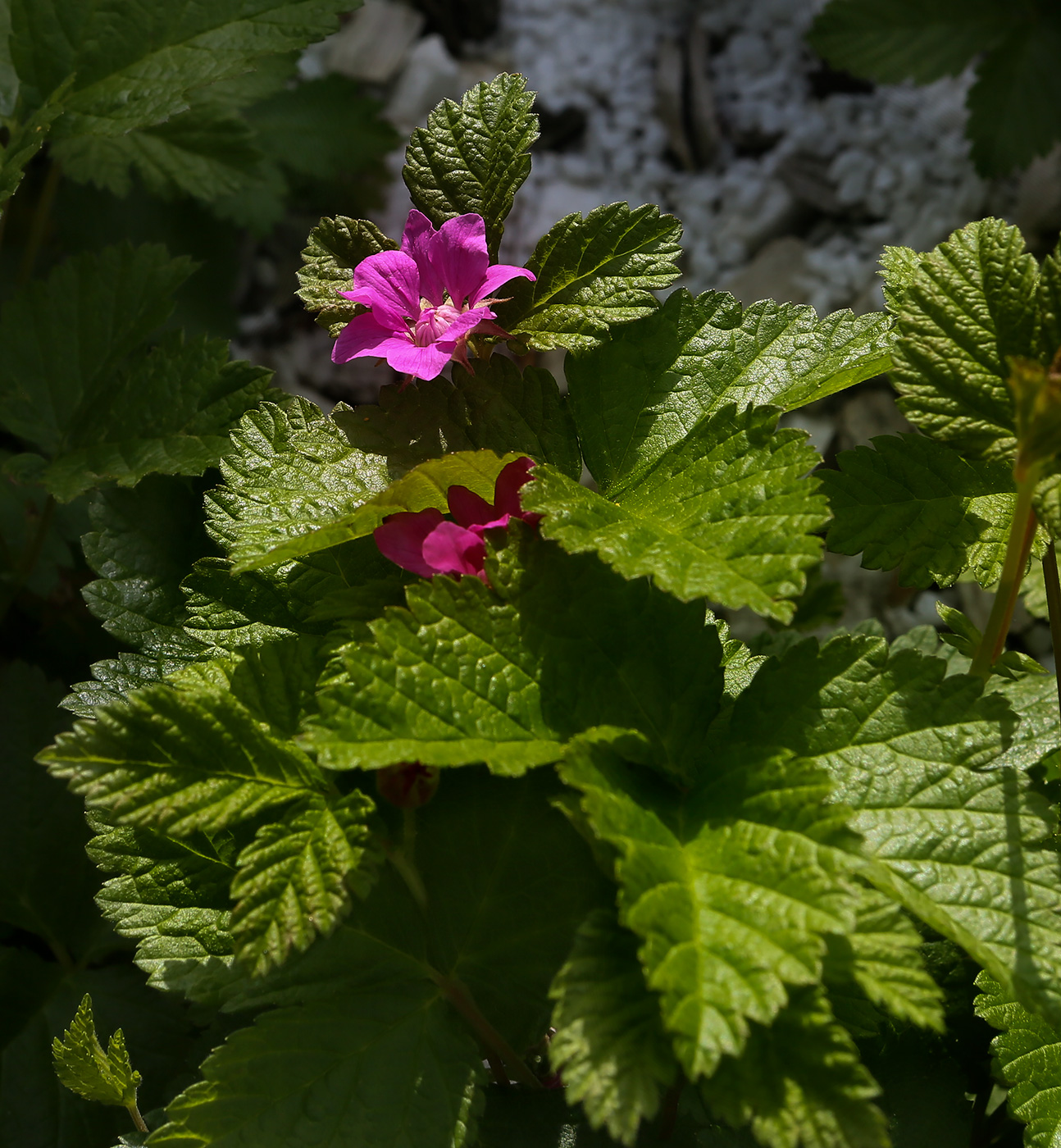 Image of Rubus arcticus specimen.