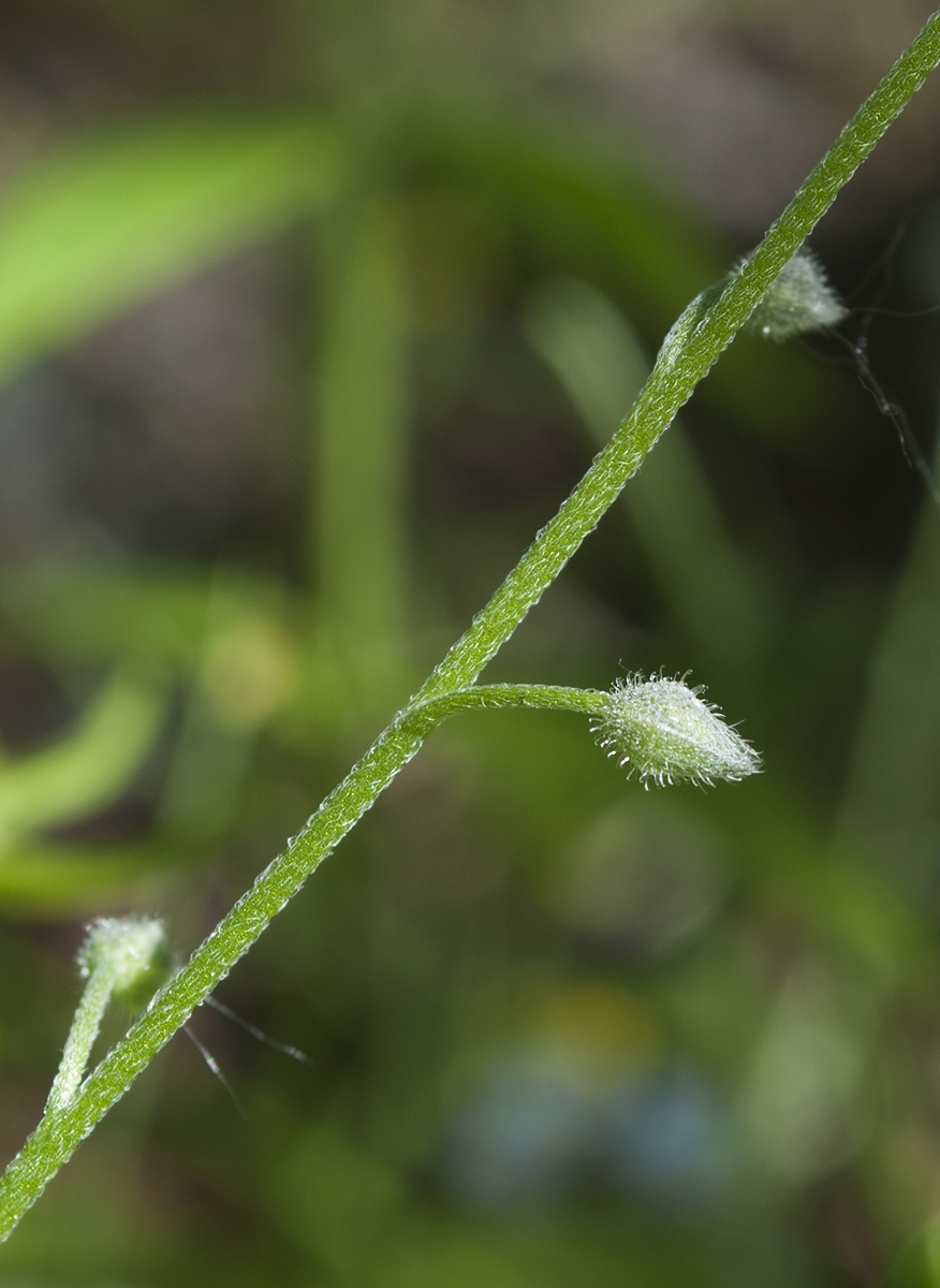 Image of Myosotis decumbens specimen.