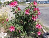 Hibiscus moscheutos. Цветущее растение. Украина, г. Запорожье, Прибрежная автомагистраль, цветник. 15.07.2018.