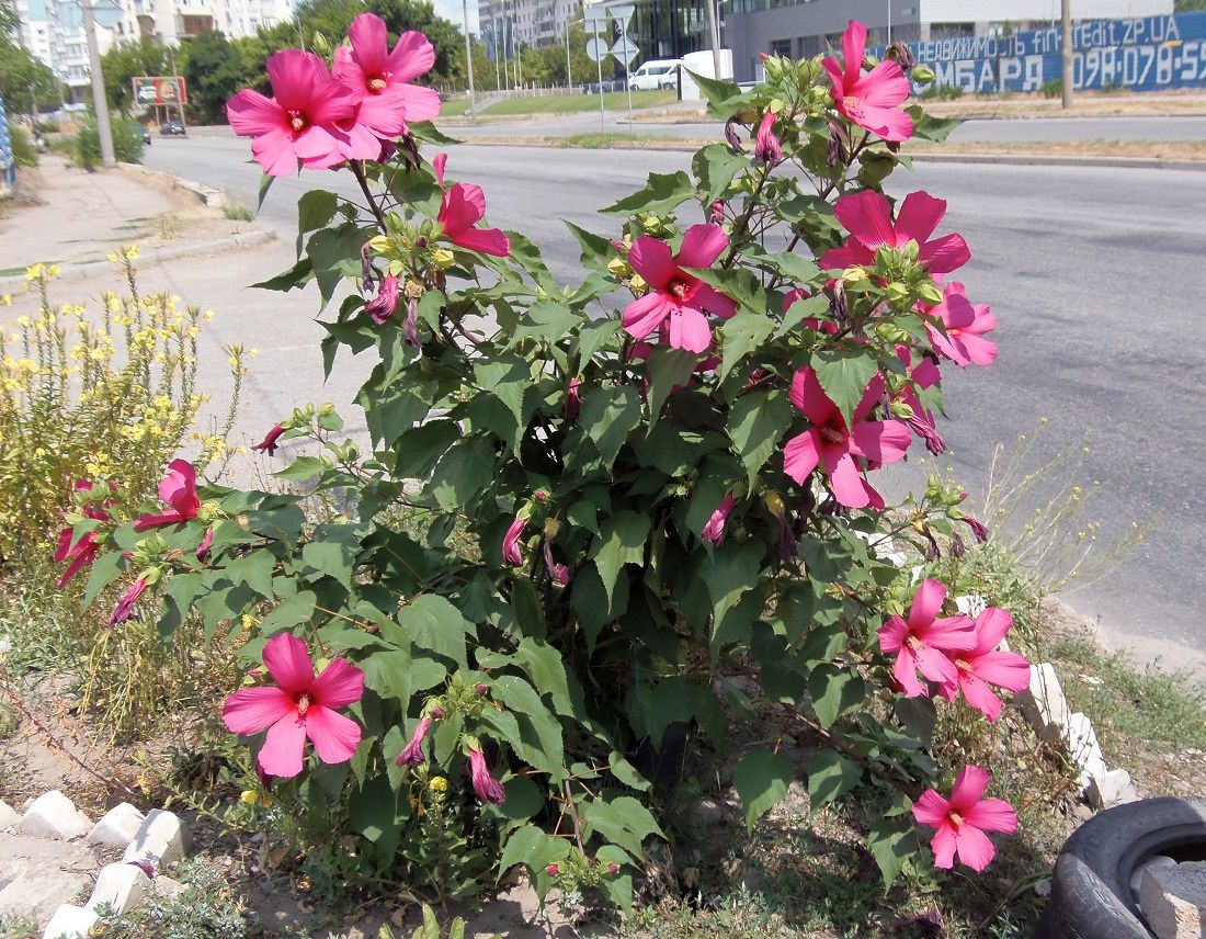 Image of Hibiscus moscheutos specimen.