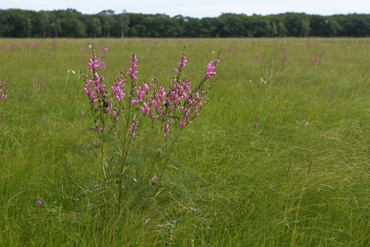 Изображение особи Pedicularis grandiflora.