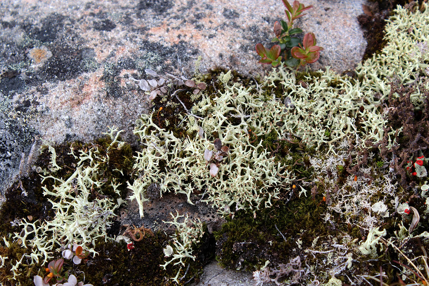 Изображение особи Cladonia uncialis.