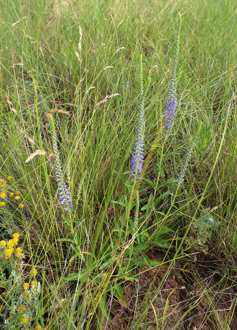 Image of Veronica spicata specimen.
