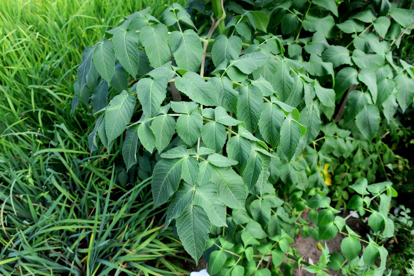 Image of Dahlia imperialis specimen.