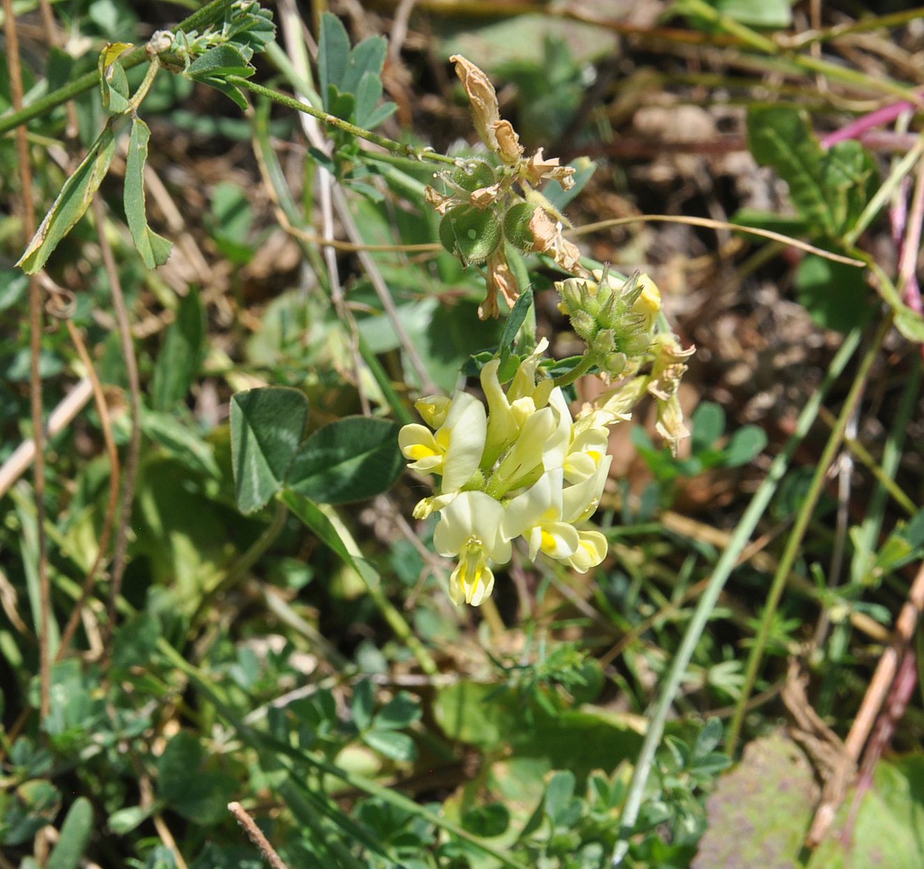 Изображение особи Medicago glutinosa.