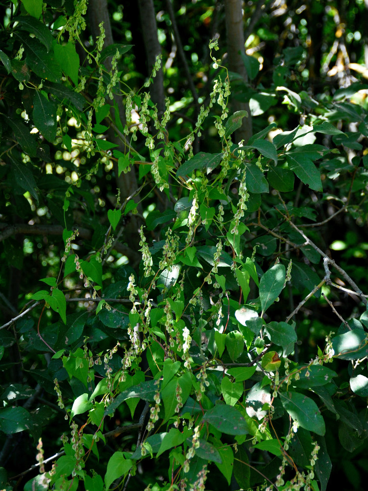 Image of Fallopia dumetorum specimen.