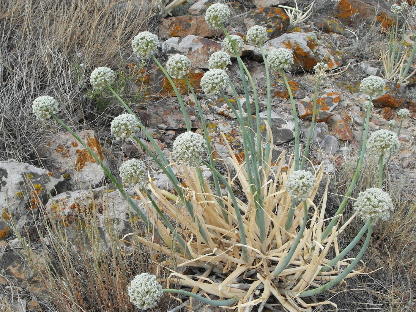 Image of Allium galanthum specimen.