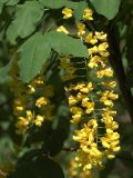 Laburnum