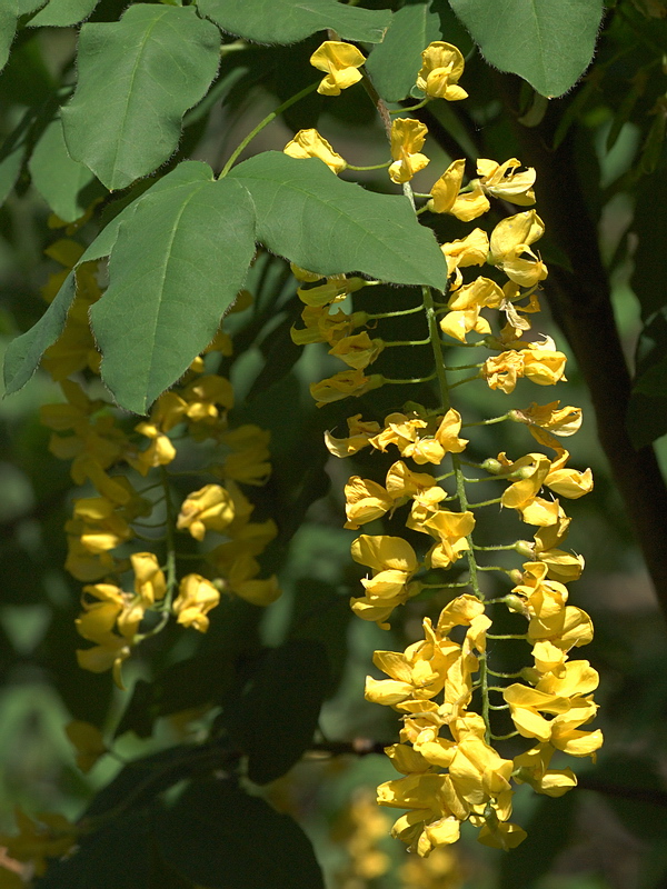 Изображение особи Laburnum anagyroides.