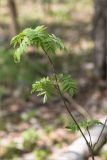 Sorbus aucuparia. Верхушка молодого вегетирующего растения. Псковская обл., Пустошкинский р-н, берег озера, лиственный лес (в составе Betula, Populus tremula, Sorbus aucuparia, Acer platanoides, Tilia cordata, Quercus robur). 04.05.2018.