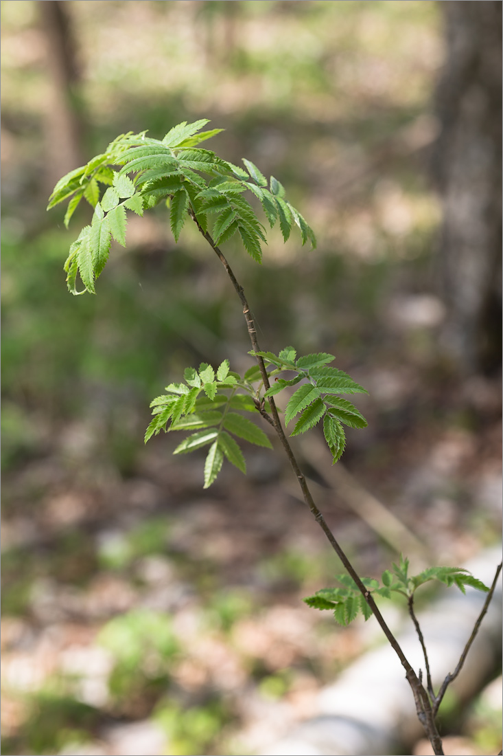 Image of Sorbus aucuparia specimen.