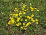 Coronilla coronata