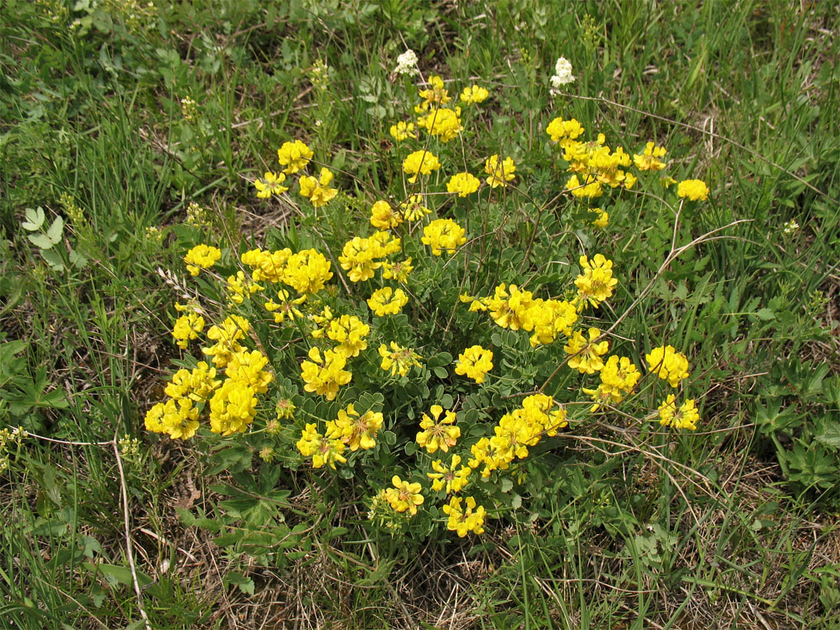 Изображение особи Coronilla coronata.