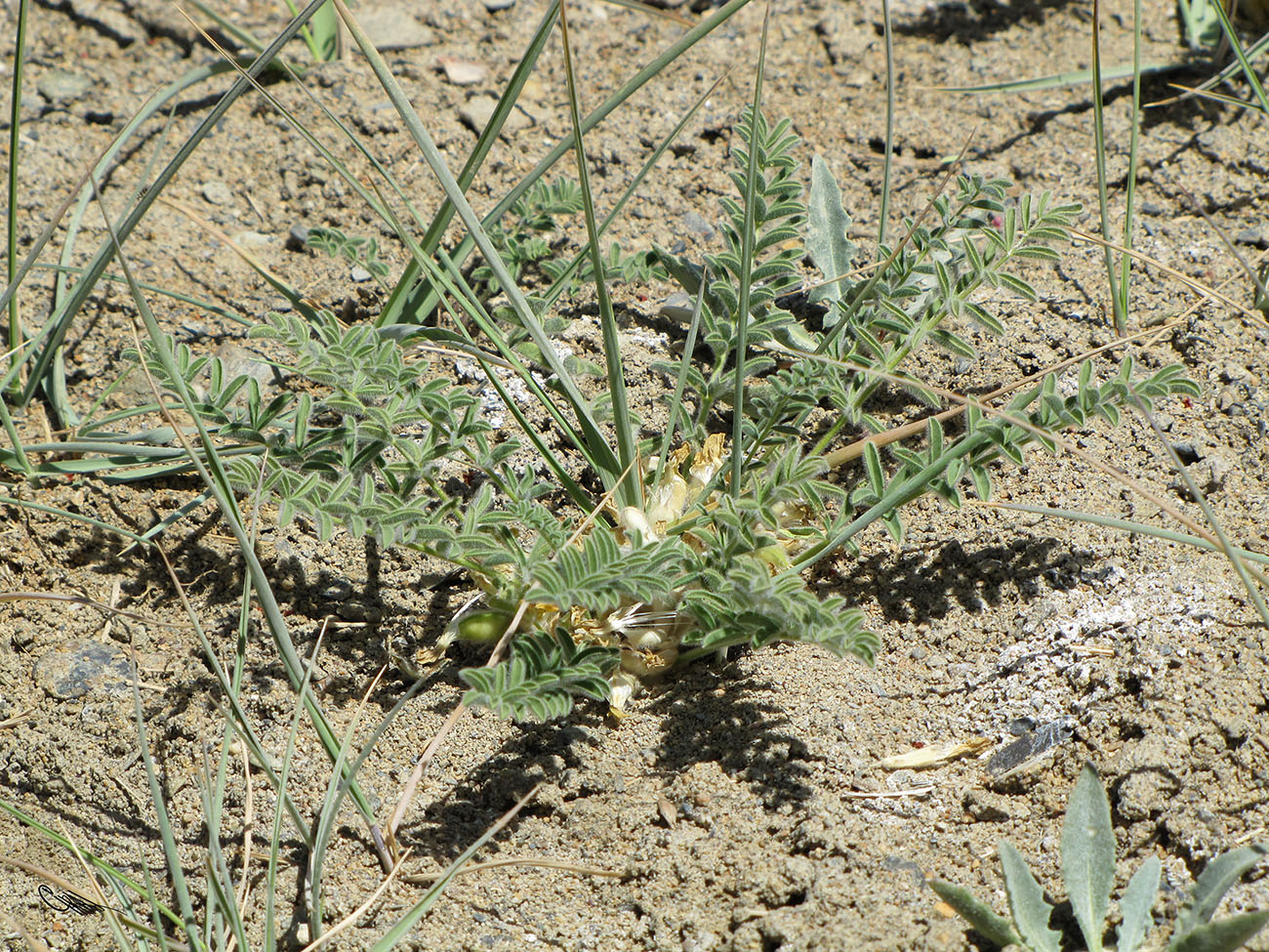 Изображение особи Astragalus pamirensis.