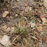 Lapeirousia anceps