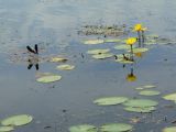 Nymphoides peltata