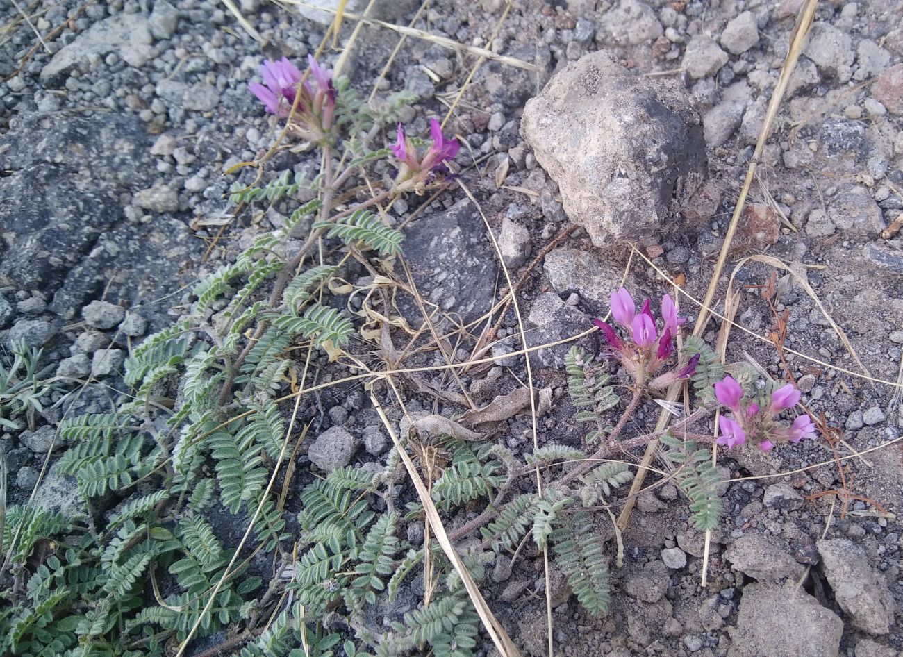 Image of genus Astragalus specimen.