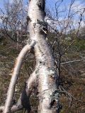 Betula czerepanovii. Нижняя часть ствола дерева с нисходящим ростом ветвей. Кольский п-ов, лесотундра Восточного Мурмана. 12.06.2010.