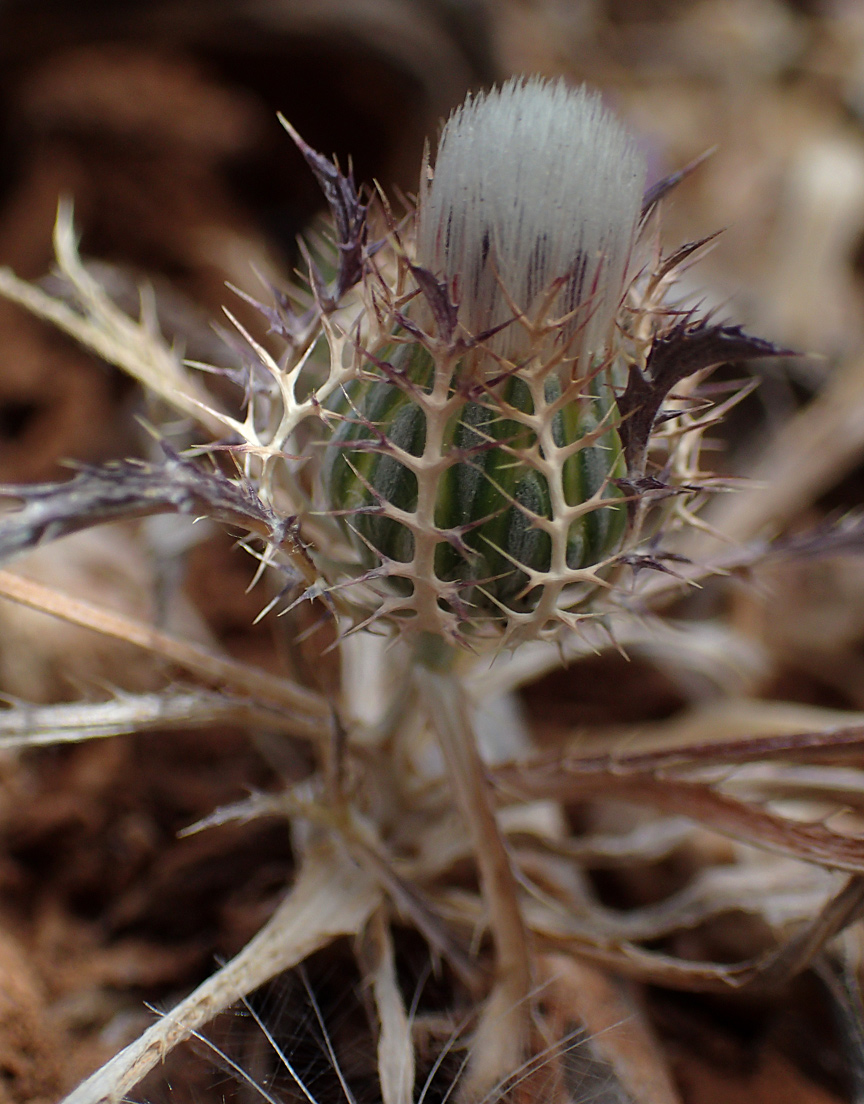 Image of Atractylis cancellata specimen.