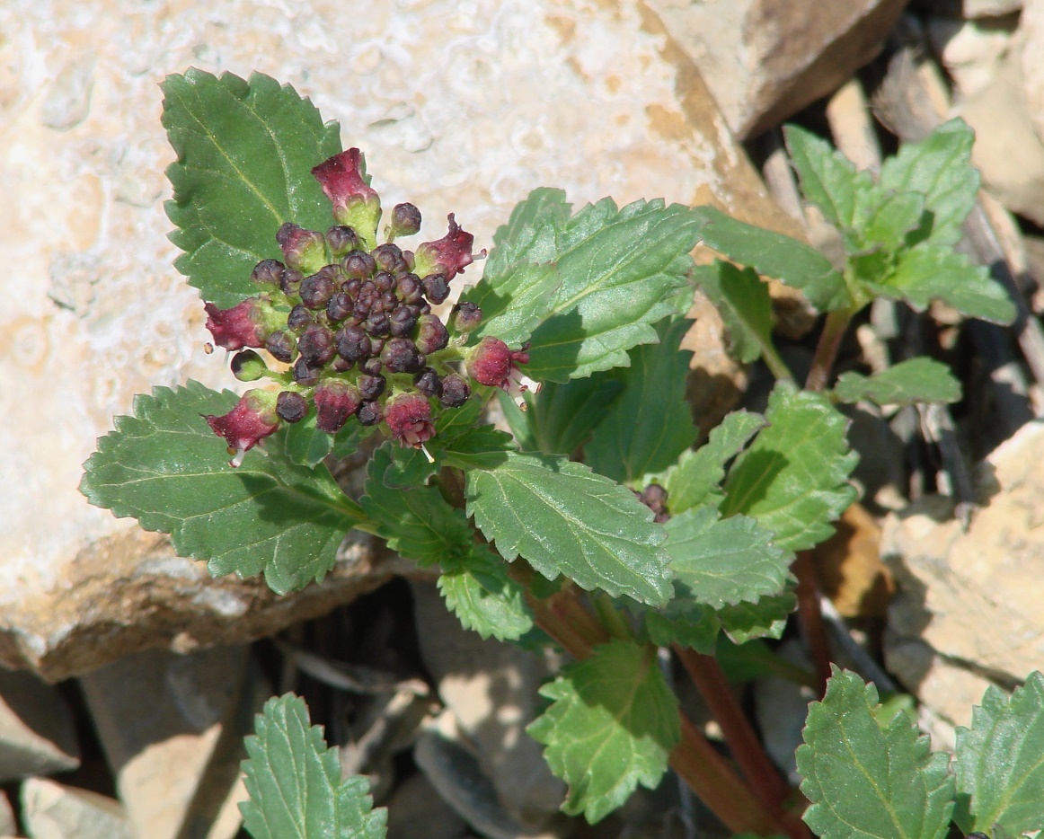 Изображение особи Scrophularia incisa.