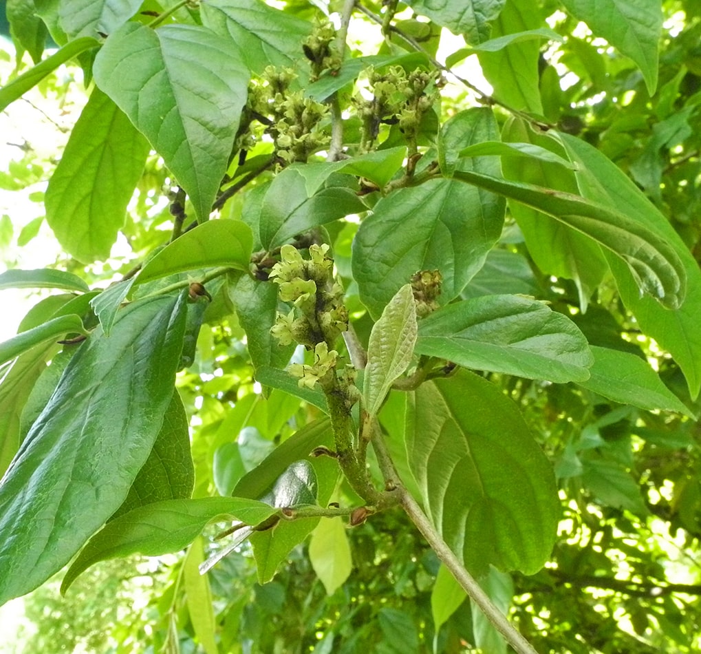 Изображение особи &times; Sycoparrotia semidecidua.