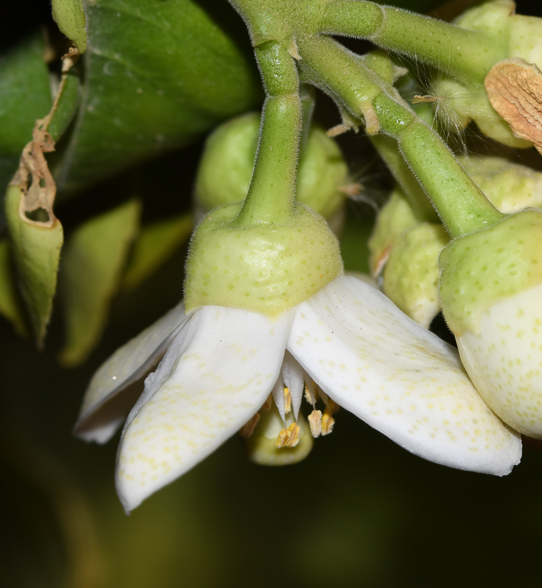 Image of Citrus maxima specimen.