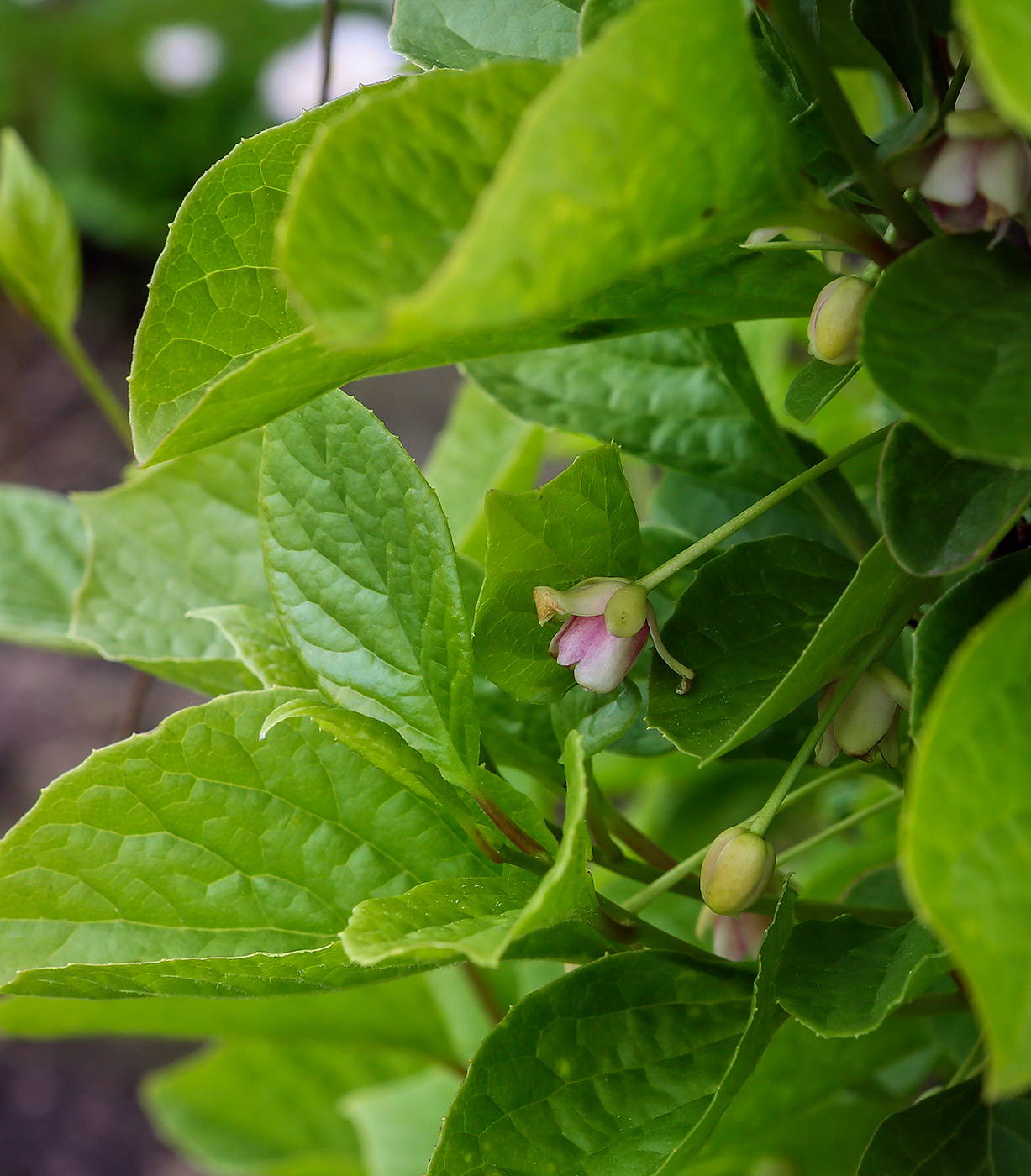 Изображение особи Schisandra chinensis.