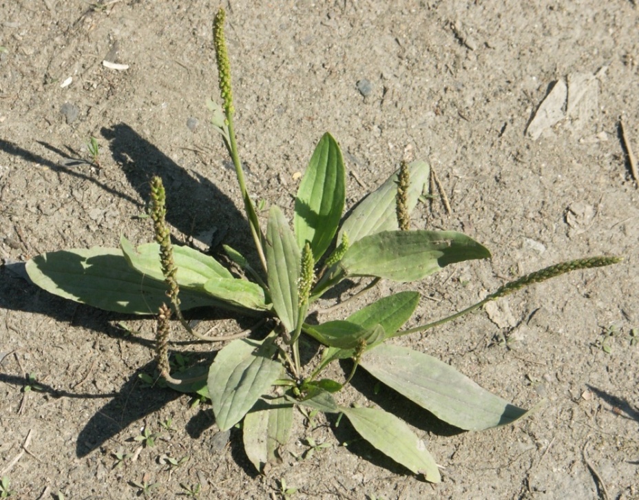 Изображение особи Plantago depressa.