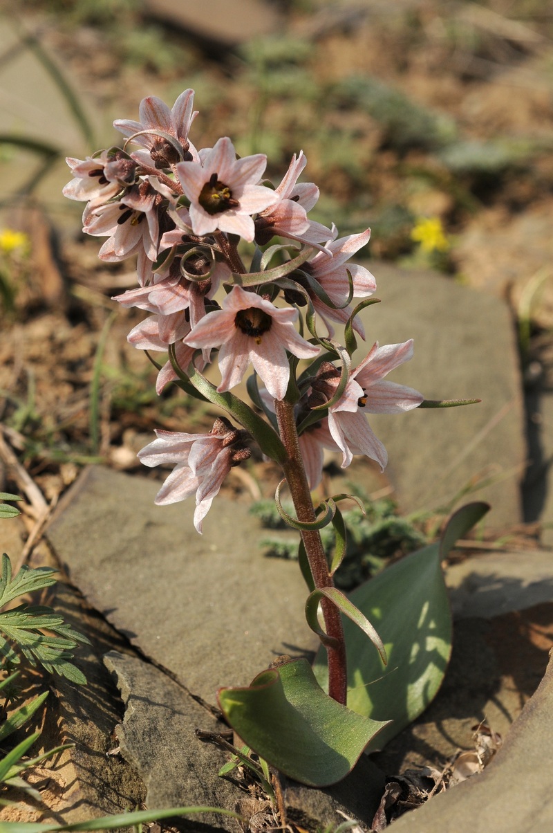 Изображение особи Rhinopetalum stenantherum.