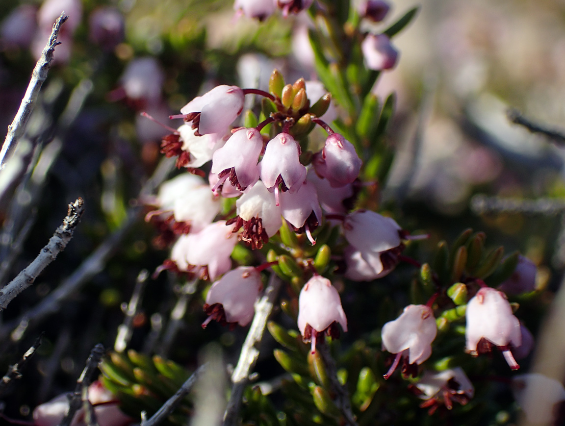 Изображение особи Erica manipuliflora.