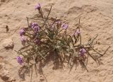 Matthiola подвид livida