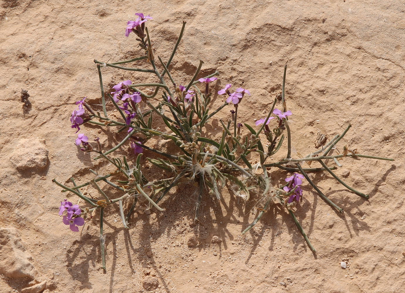 Image of Matthiola longipetala ssp. livida specimen.