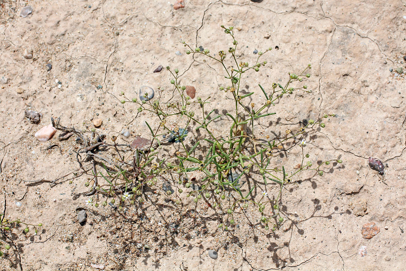 Image of Dichoglottis alsinoides specimen.