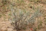 Astragalus villosissimus. Цветущее растение. Узбекистан, Бухарская обл., экоцентр \"Джейран\". 22.04.2019.