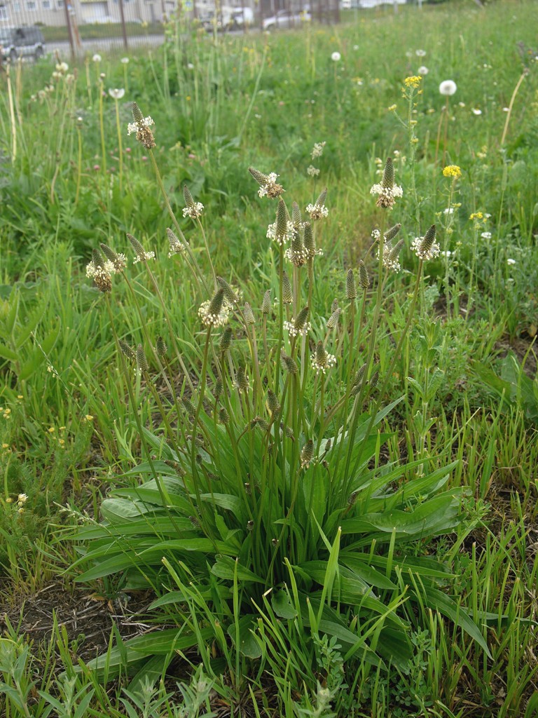 Image of Plantago lanceolata specimen.