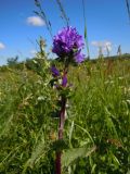 Campanula farinosa