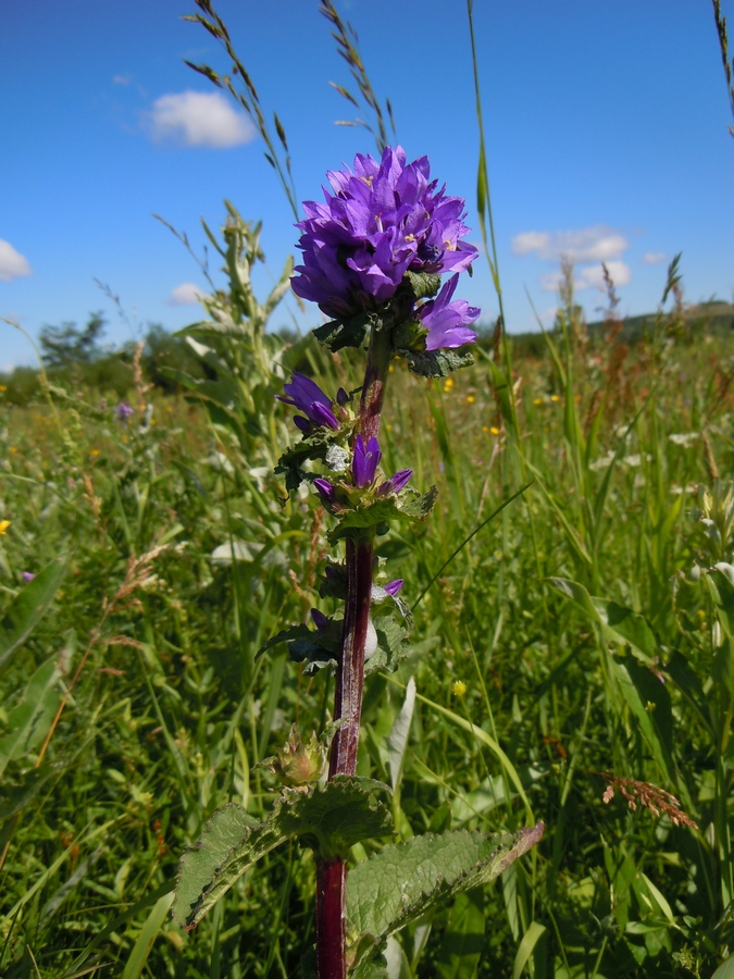 Image of Campanula farinosa specimen.