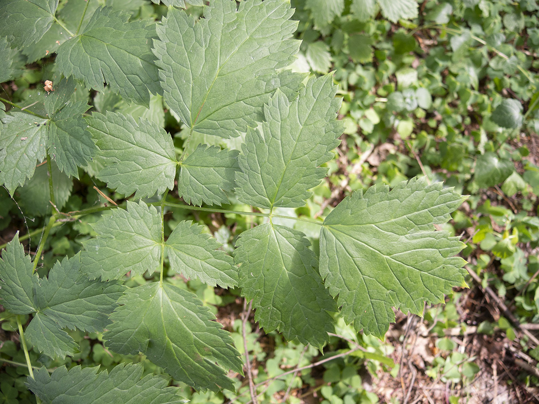 Image of Actaea spicata specimen.