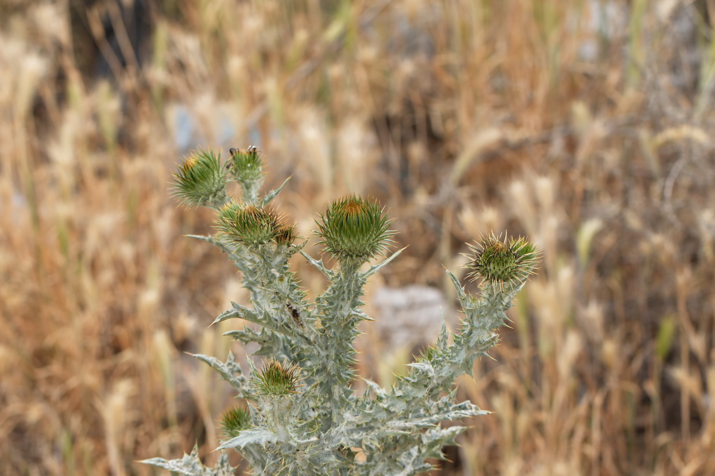 Image of Onopordum acanthium specimen.