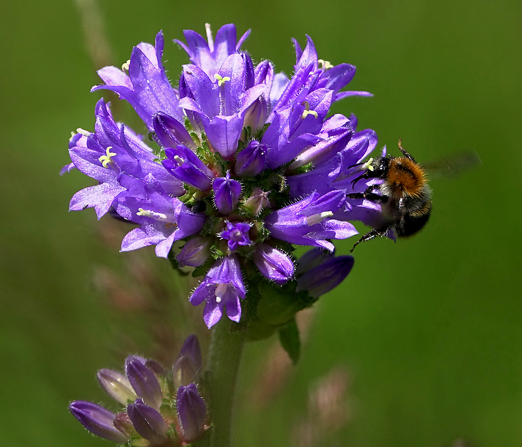 Image of Campanula cervicaria specimen.