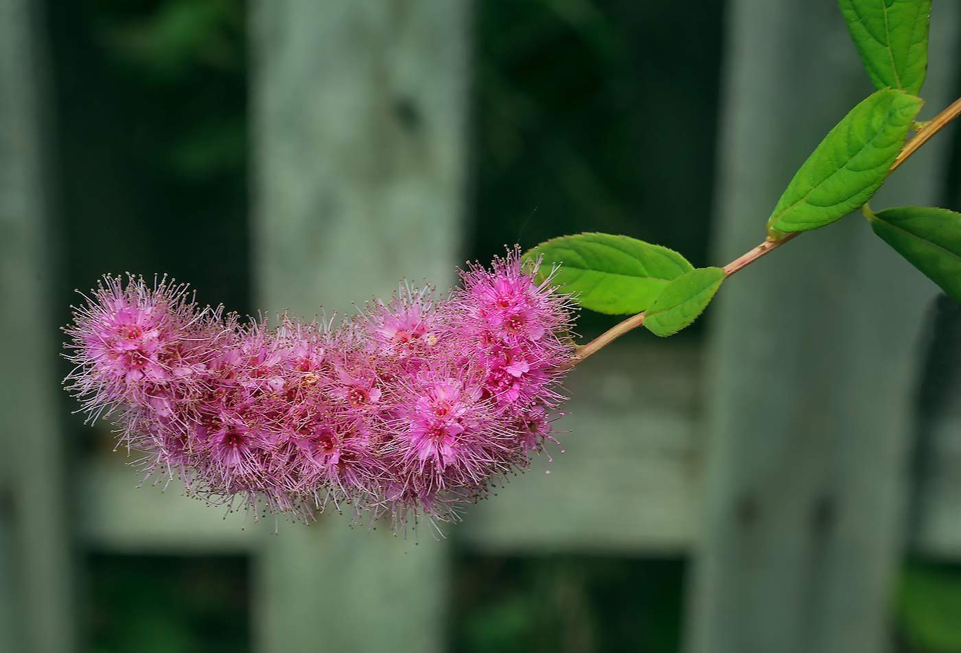 Image of Spiraea &times; billardii specimen.