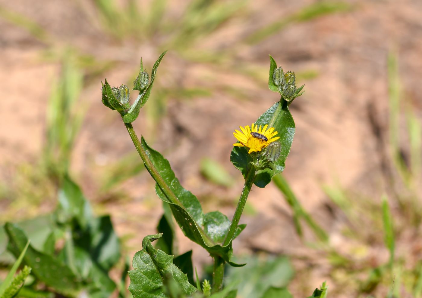 Изображение особи Crepis aspera.