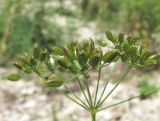 genus Chaerophyllum. Часть соплодия. Дагестан, окр. с. Талги, каменистое место. 05.06.2019.