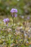 Cardamine uliginosa. Цветущие и плодоносящие растения. Кабардино-Балкария, Эльбрусский р-н, окр. оз. Сылтранкёль, высота ок. 3150 м н.у.м., заболоченный альпийский луг. 05.08.2019.