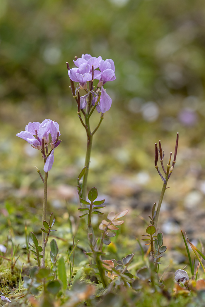 Изображение особи Cardamine uliginosa.