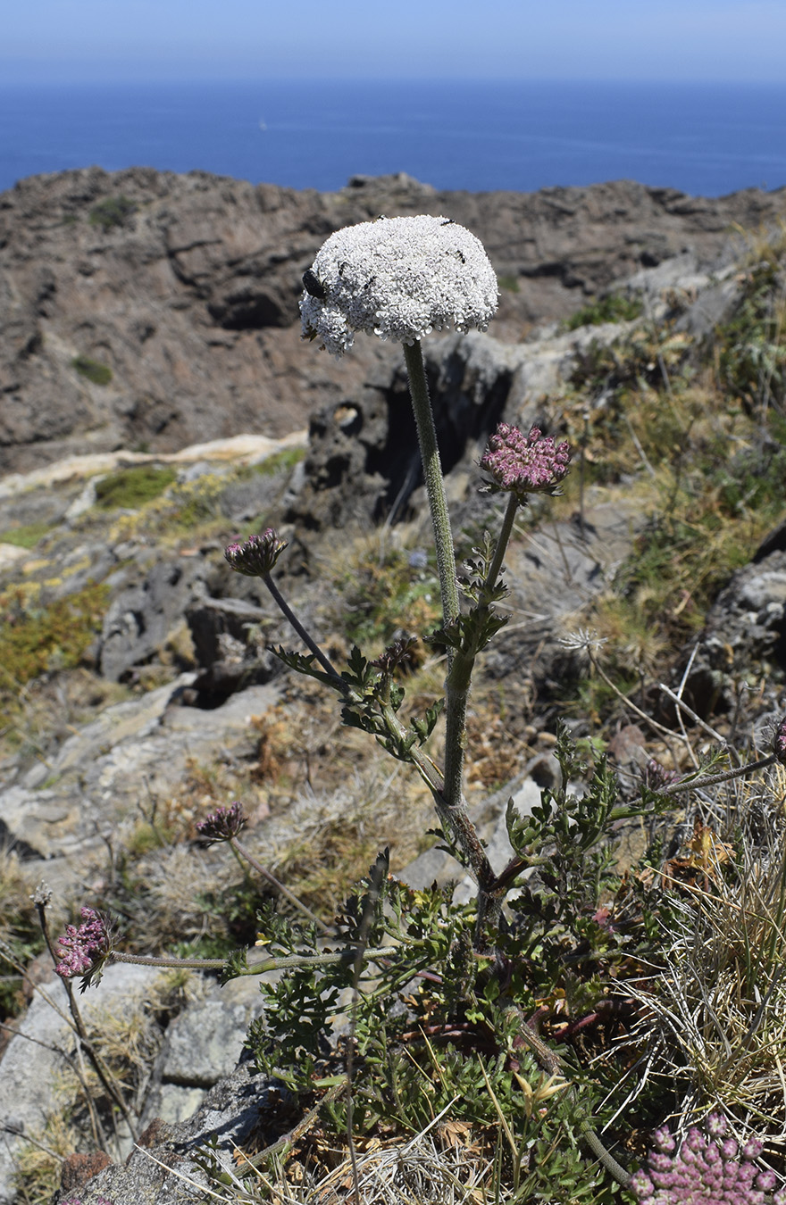 Image of Daucus carota ssp. hispanicus specimen.